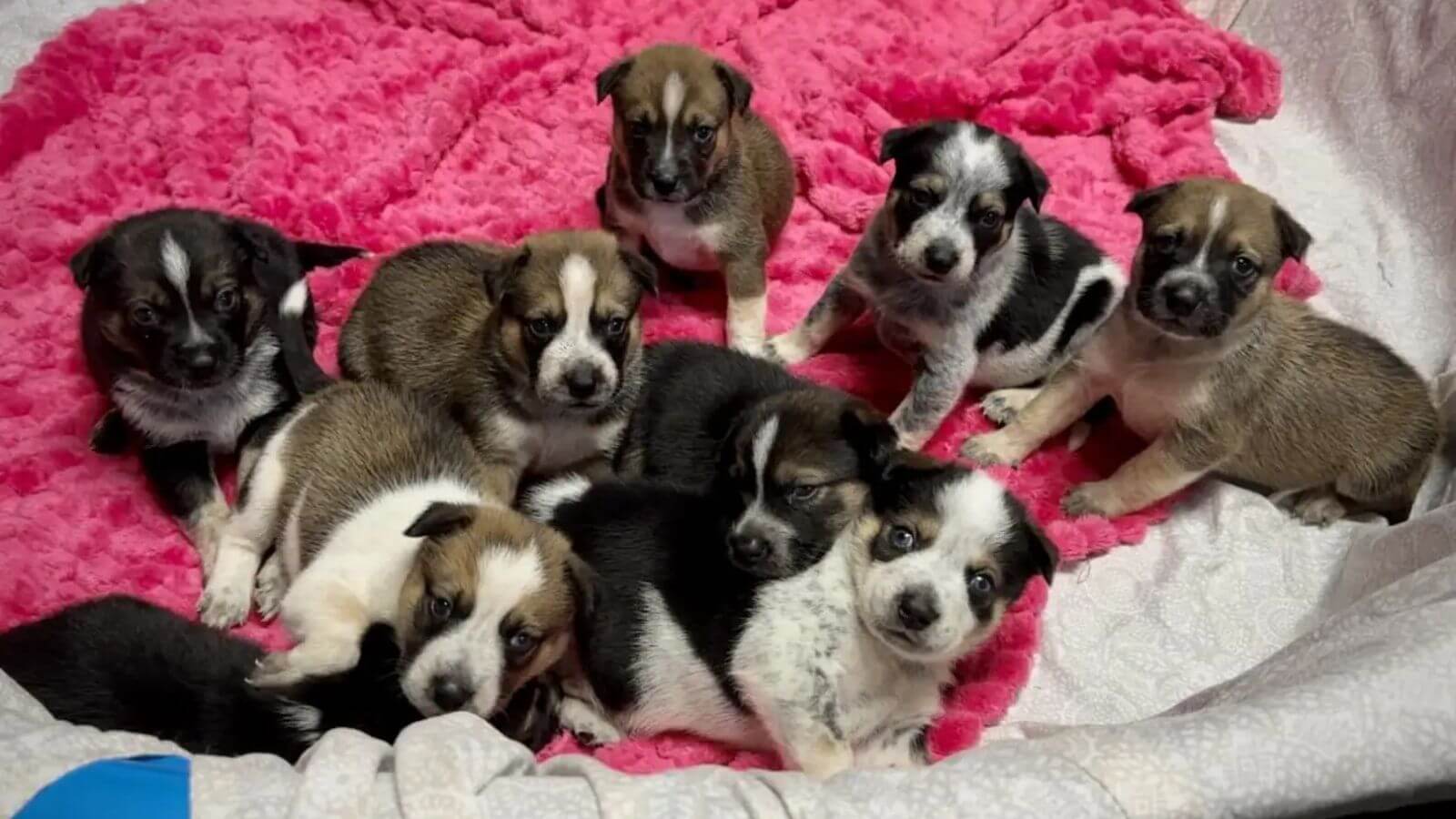 Mamãe cachorro leva protetora até filhotes na floresta