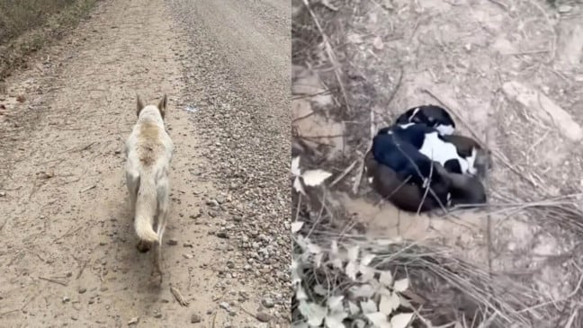 Mamãe cachorro leva protetora até filhotes na floresta