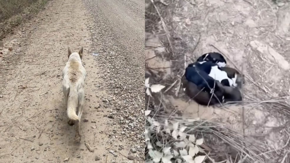 Mamãe cachorro leva protetora até filhotes na floresta