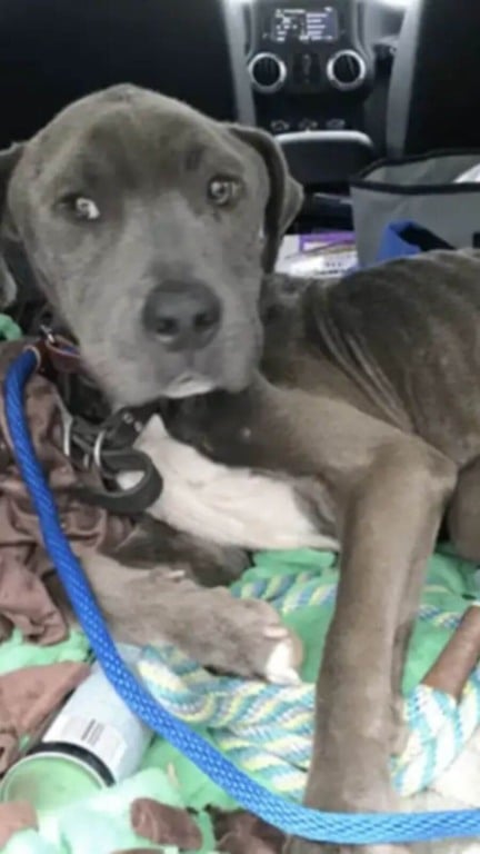 Cachorro encontrado dormindo em pilha de lixo