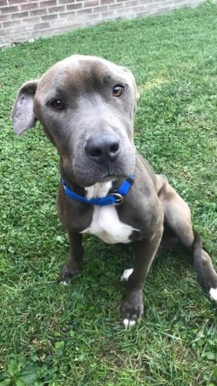 Cachorro encontrado dormindo em pilha de lixo