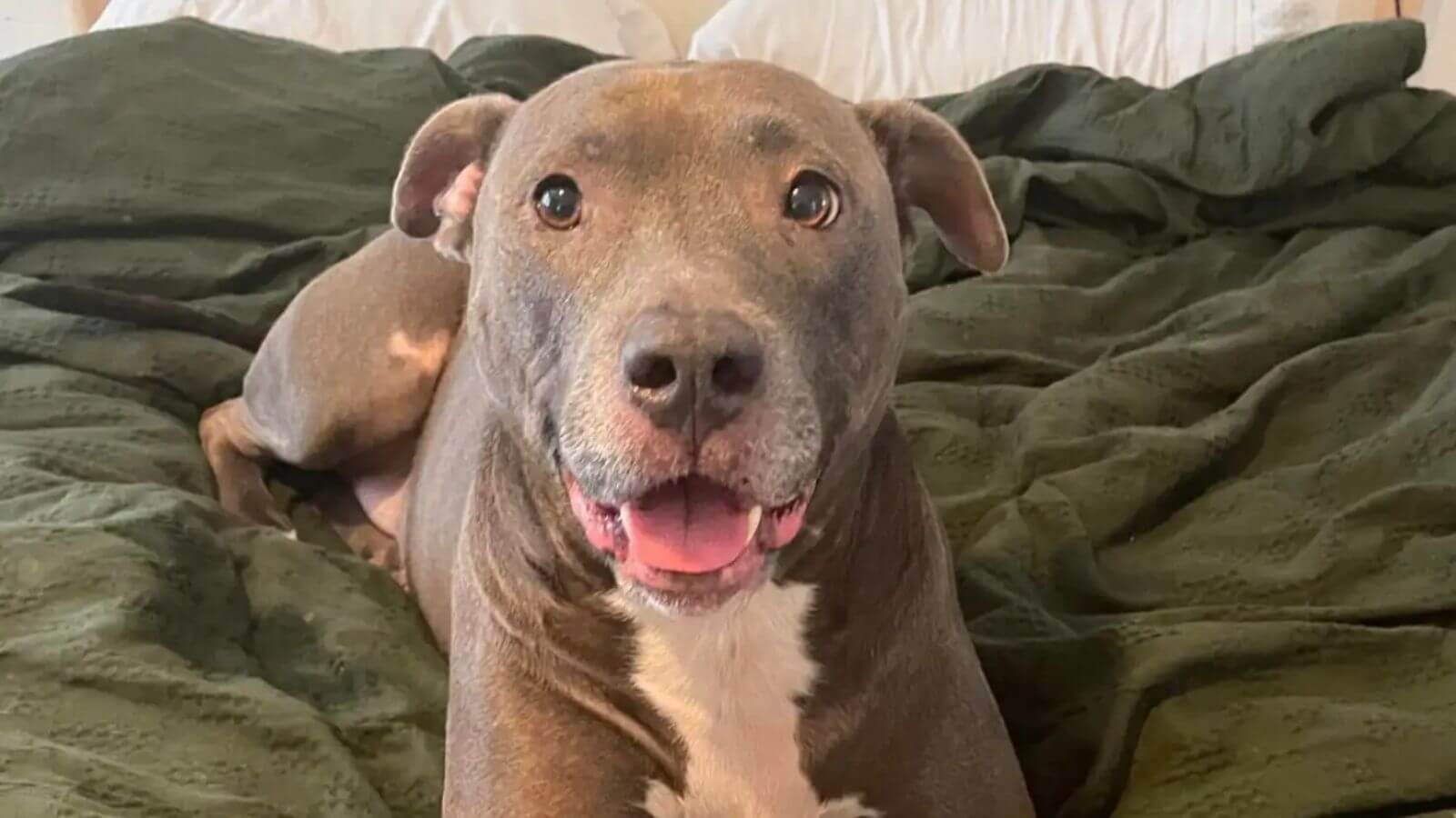 Cachorro encontrado dormindo em pilha de lixo