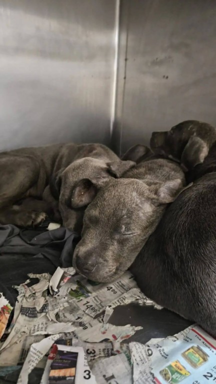 Cachorros abandonados