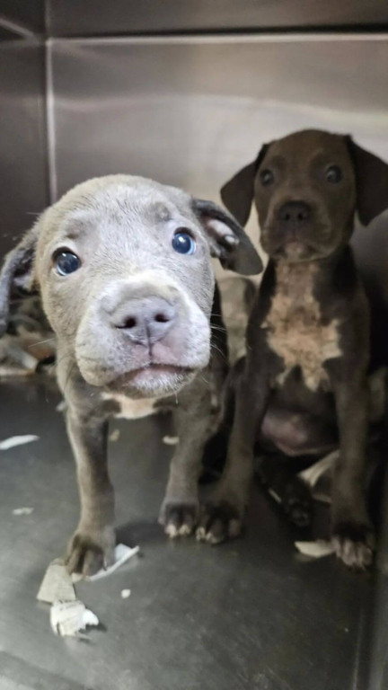 Cachorros abandonados