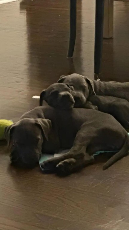 Cachorros abandonados