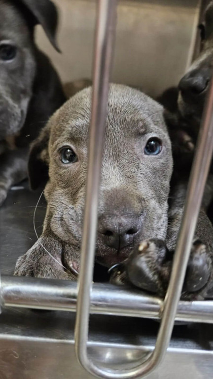 Cachorros abandonados