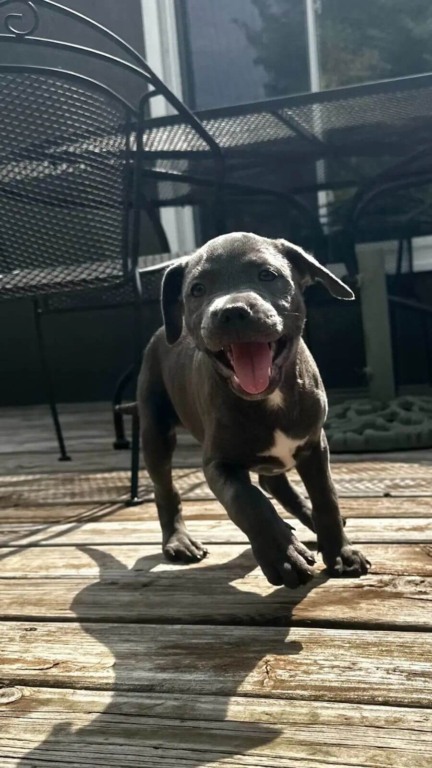Cachorros abandonados