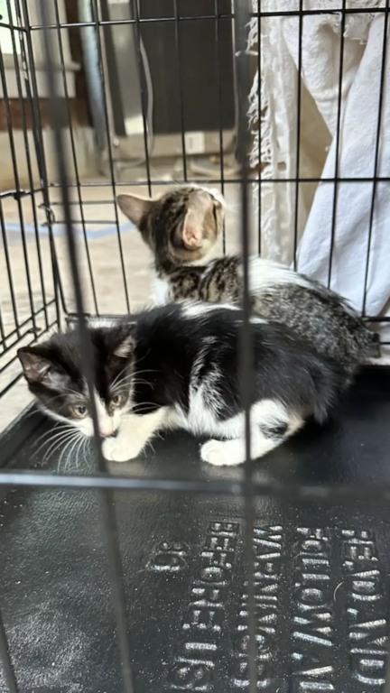 Ninhada de gatos abandonados