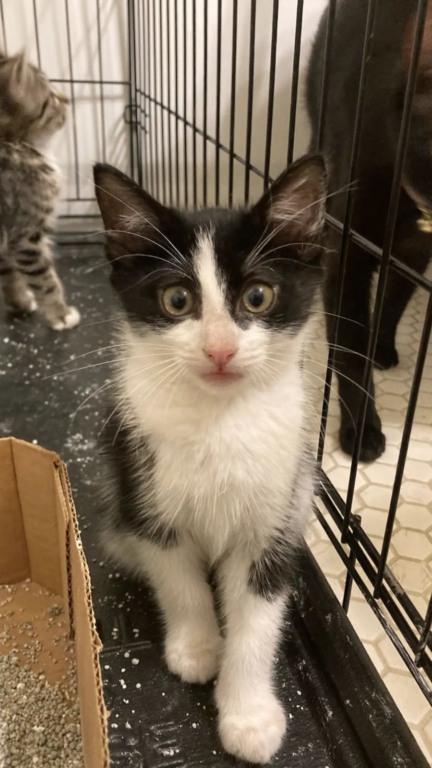 Ninhada de gatos abandonados