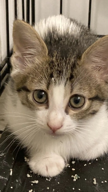 Ninhada de gatos abandonados