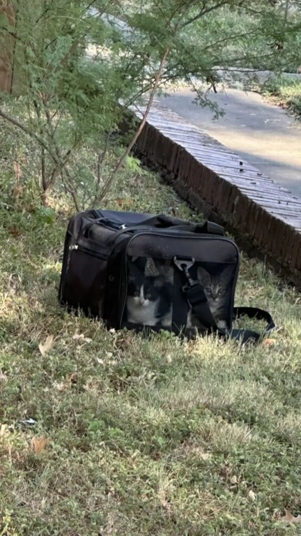 Ninhada de gatos abandonados em bolsa