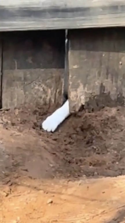 Pata de gato passando de cerca