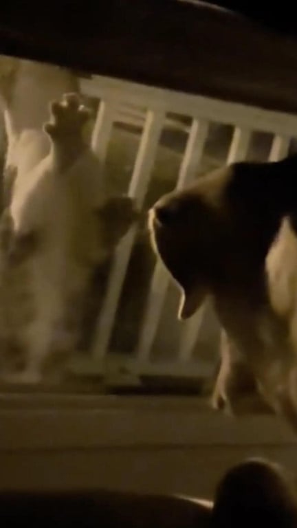 Cachorro e filhote de gato