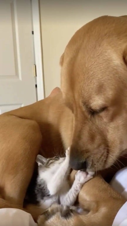 Cachorro e filhote de gato