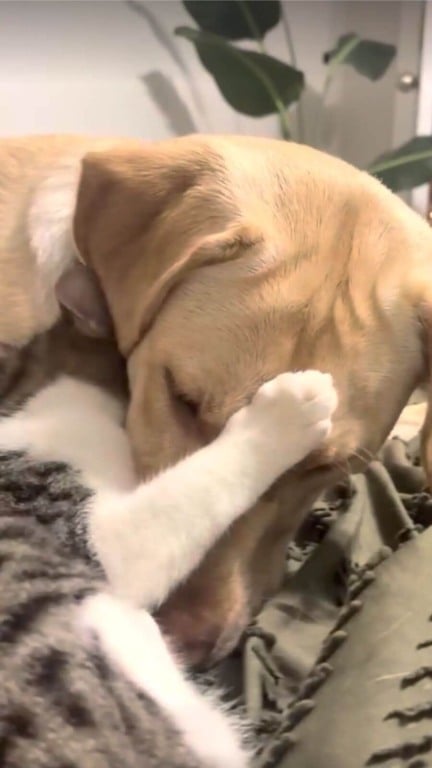 Cachorro e filhote de gato