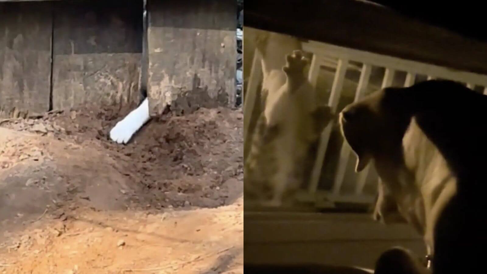 Cachorro e filhote de gato