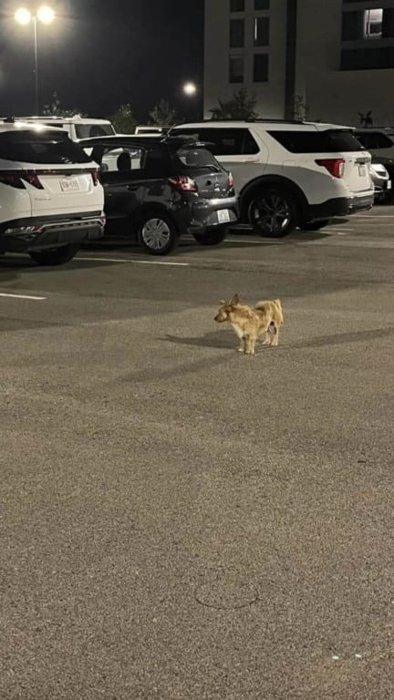 Pequeno cachorro abandonado em estacionamento