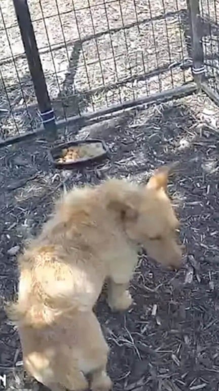 Pequeno cachorro resgatado