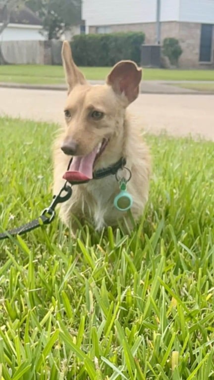 Pequeno cachorro resgatado