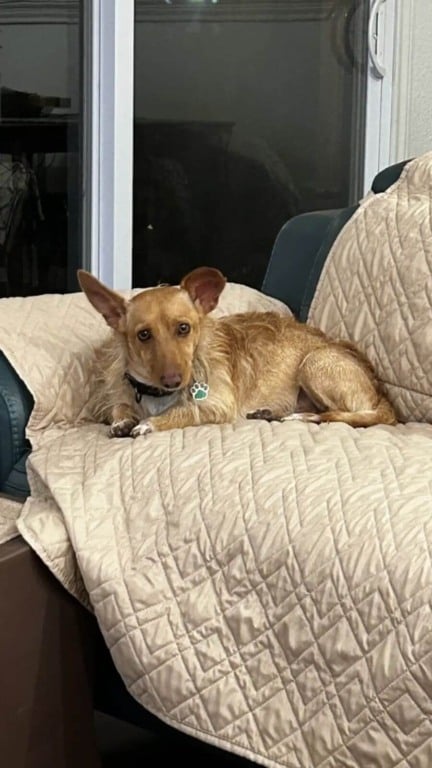 Pequeno cachorro resgatado