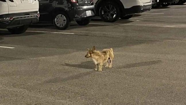 Pequeno cachorro abandonado em estacionamento