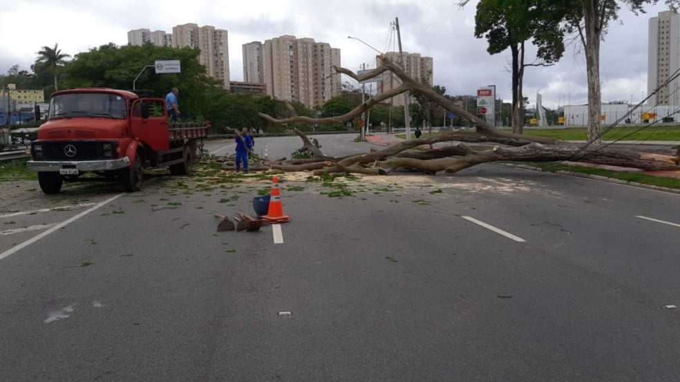 Árvore caída Árvore caída