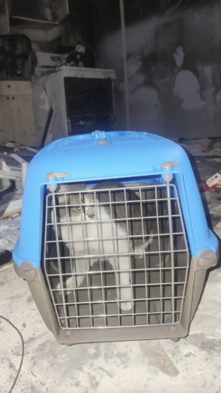 Protetor passa semanas procurando gato após trágico incêndio