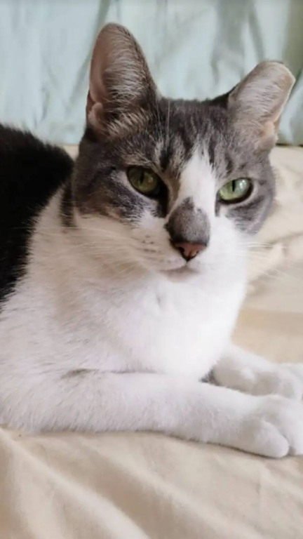 Protetor passa semanas procurando gato após trágico incêndio