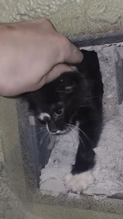 Filhote de gato preso em parede