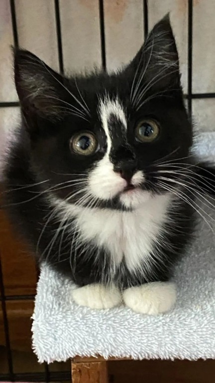 Filhote de gato preso em parede