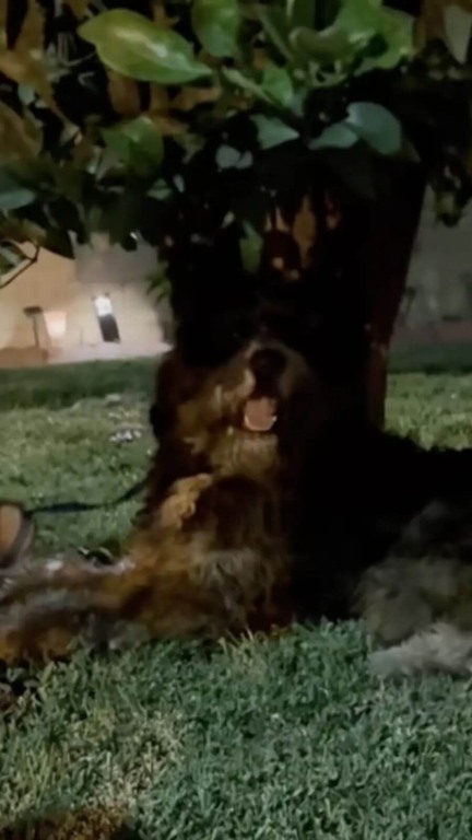 Protetores se unem para resgatar cachorro gigante abandonado na rua