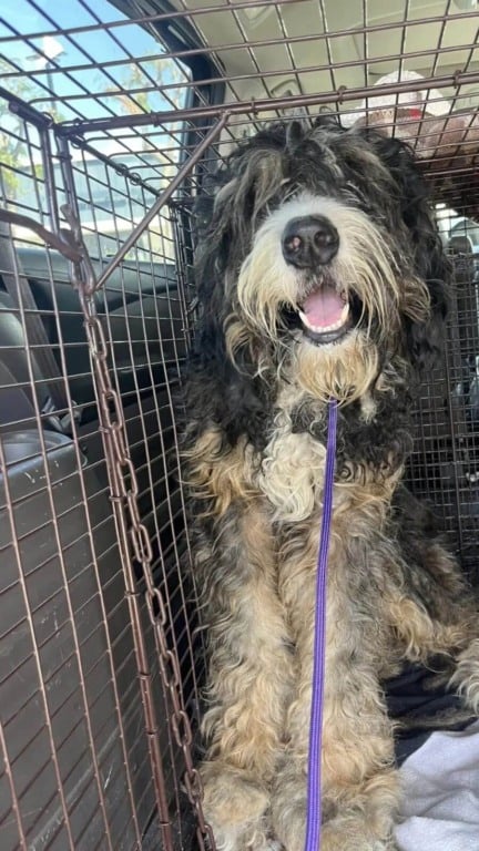 Protetores se unem para resgatar cachorro gigante abandonado na rua