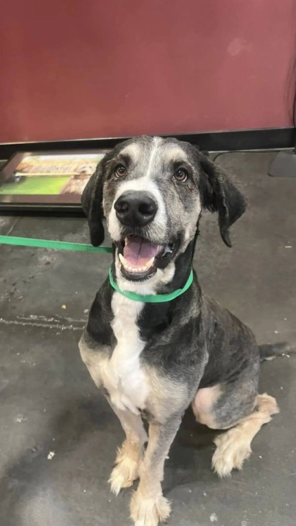 Protetores se unem para resgatar cachorro gigante abandonado na rua