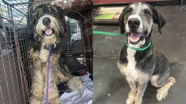 Protetores se unem para resgatar cachorro gigante abandonado na rua