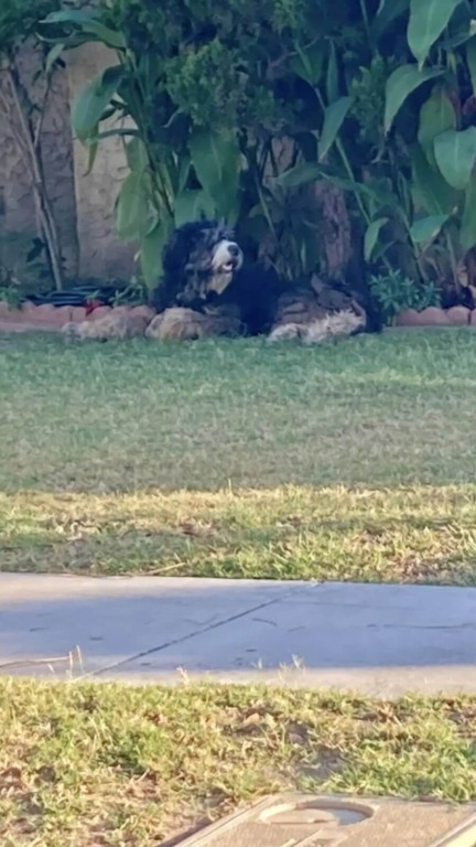 Protetores se unem para resgatar cachorro gigante abandonado na rua