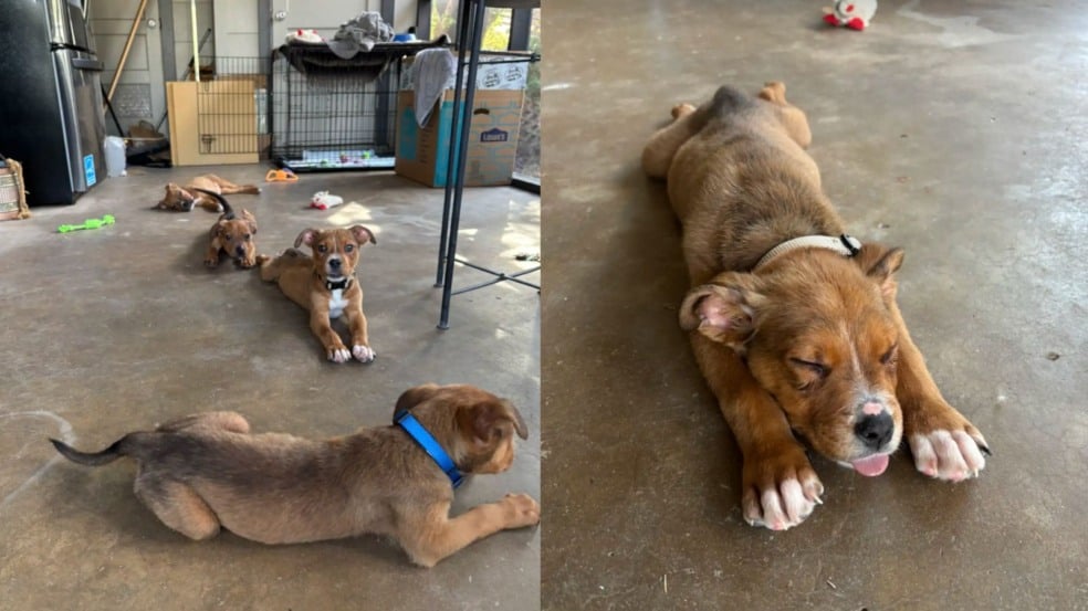 Foto: Reprodução/Bita Ghassemi/The Dodo