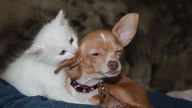 O Cadastro Nacional de Animais estará disponível para cães e gatos
