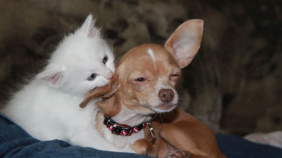 O Cadastro Nacional de Animais estará disponível para cães e gatos