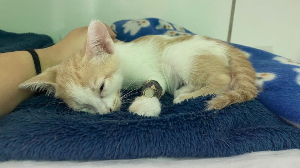 Batata precisa de ajuda com a rifa solidária