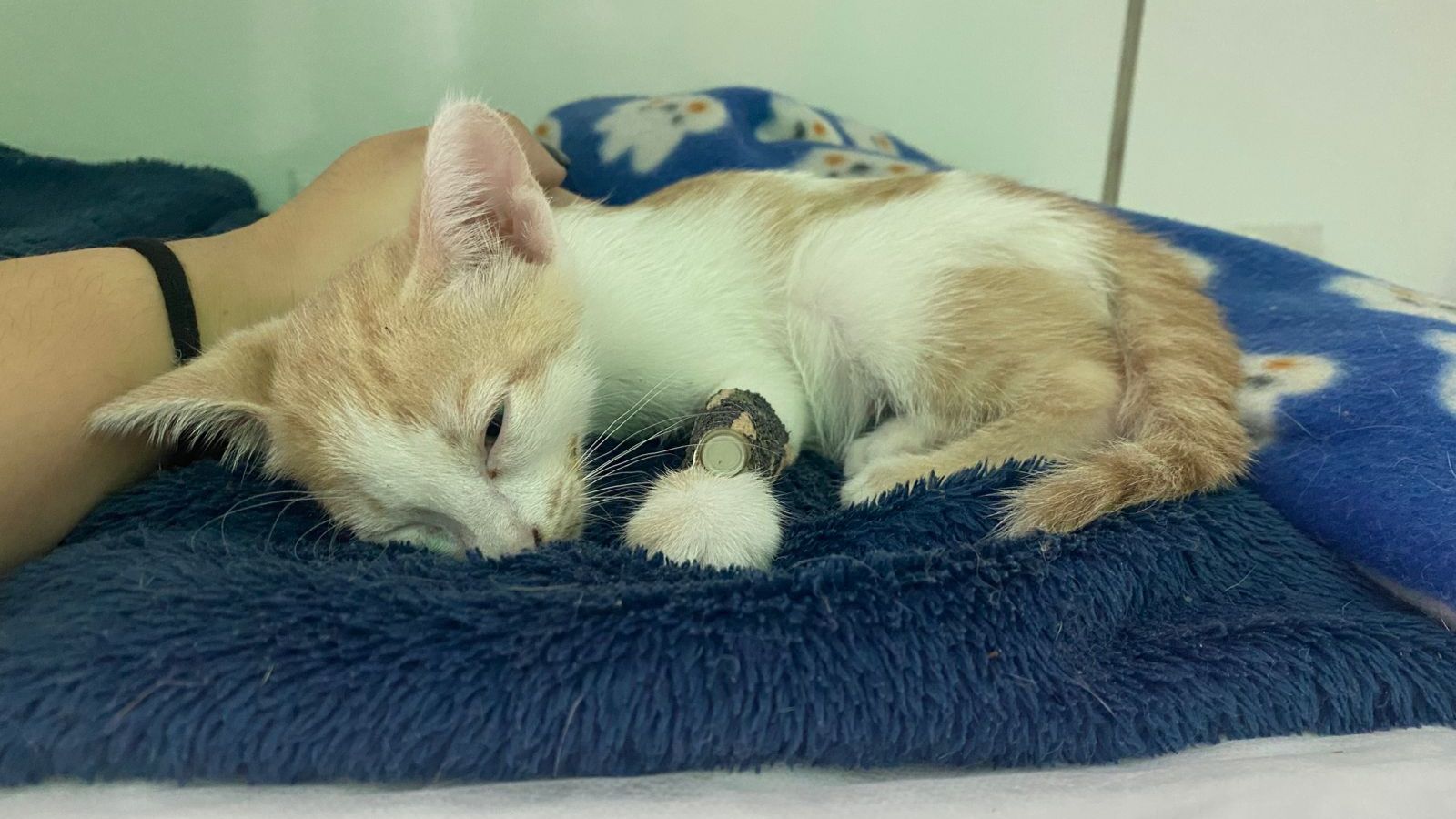 Batata precisa de ajuda com a rifa solidária