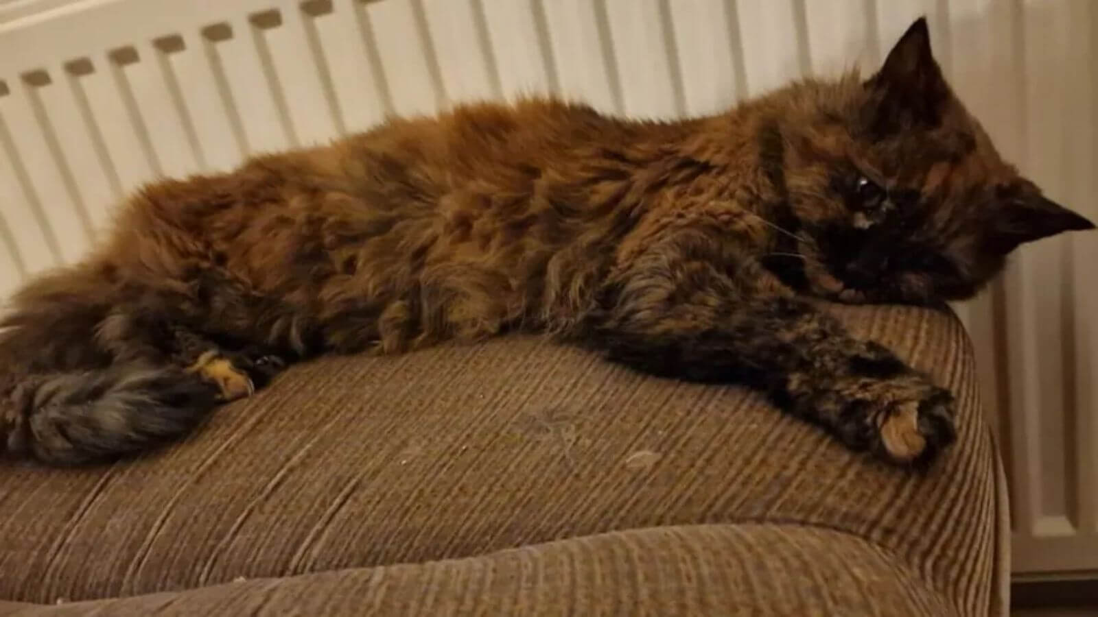 Rosie a gata mais velha do mundo morre aos 33 anos