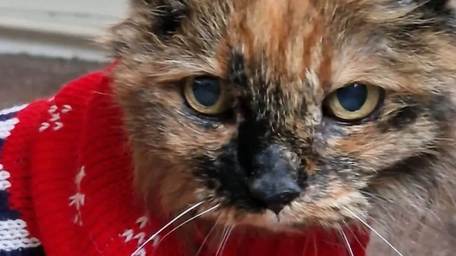 Rosie a gata mais velha do mundo morre aos 33 anos