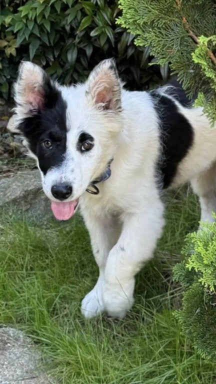 Família de cachorros abandonados são resgatados em estrada
