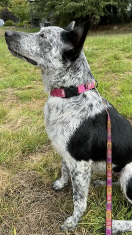 Família de cachorros abandonados são resgatados em estrada