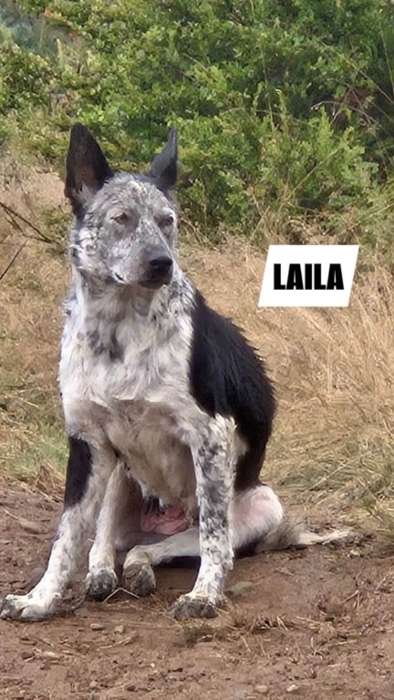 Família de cachorros abandonados são resgatados em estrada