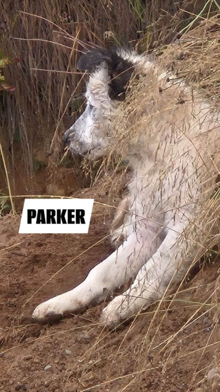 Família de cachorros abandonados são resgatados em estrada