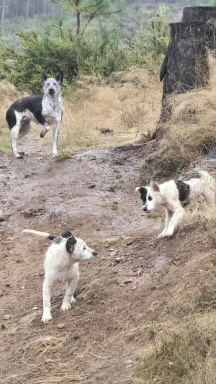 Família de cachorros abandonados são resgatados em estrada