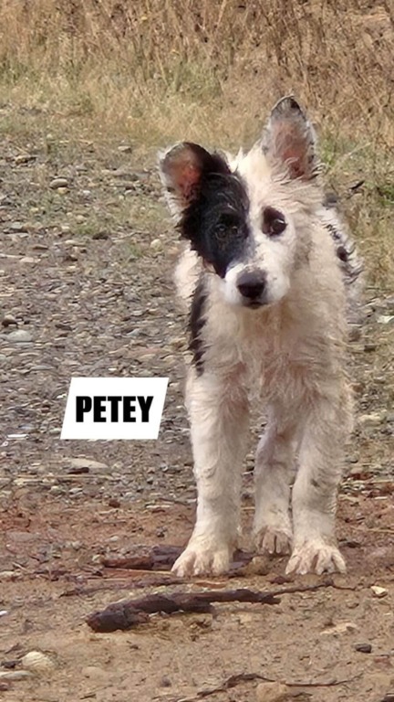 Família de cachorros abandonados são resgatados em estrada