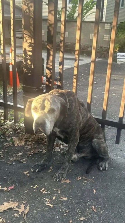 Cachorros idosos abandonados em portão de abrigo