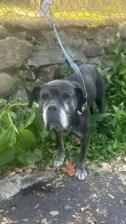 Cachorros idosos abandonados em portão de abrigo